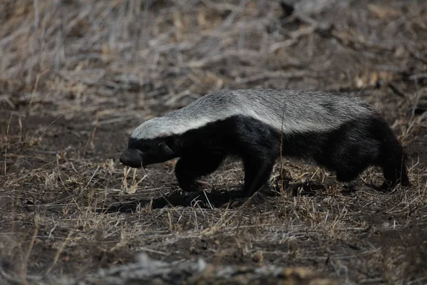 Honey Badger Berjalan Atas Pasir Kalahari Afrika Selatan — Stok Foto