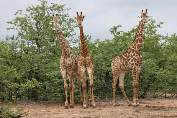 Африканская Семья Жирафов Проводит Время Вместе Сафари Национальный Парк Крюгера — стоковое фото