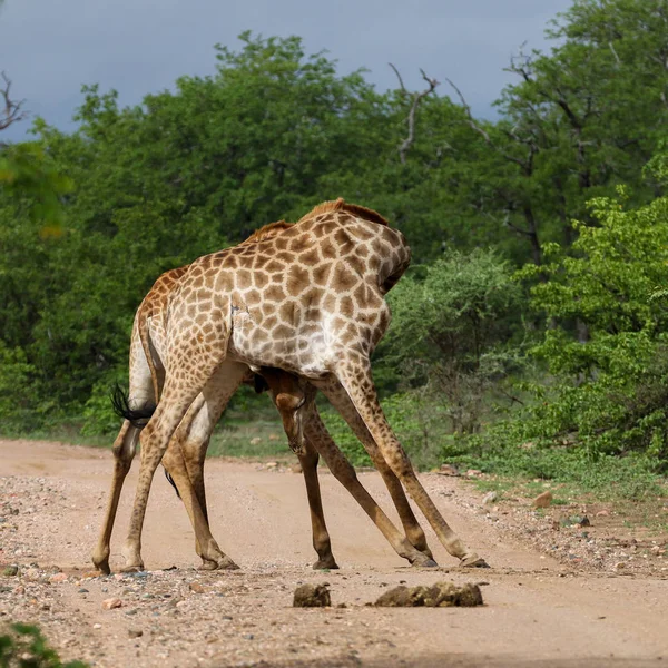 Afrika Zürafalar Uzun Boyunlu Safari Kruger Milli Parkı Ile Mücadele — Stok fotoğraf