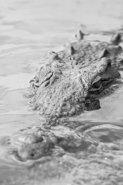 Pericoloso Coccodrillo Del Nilo Che Giace Nell Acqua Del Fiume — Foto Stock