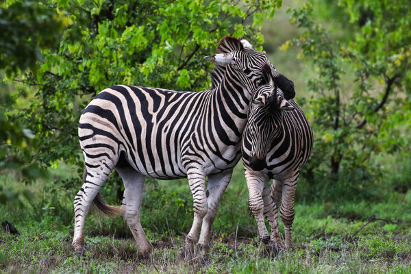 Black and white zebra horses playing, Kruger National Park, South Africa
