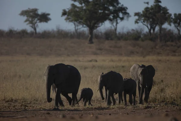 Familia Elefantes Caminando Juntos Parque Nacional Kruger Sudáfrica — Foto de Stock