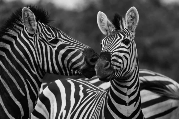 Black White Zebra Horses Playing Kruger National Park South Africa — Stock Photo, Image