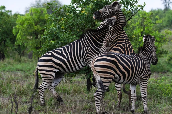 Schwarze Und Weiße Zebrapferde Beim Spielen Kruger Nationalpark Südafrika — Stockfoto