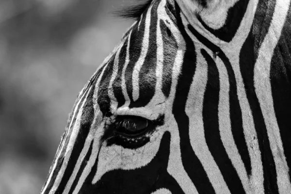 南非野生斑马头上的黑白条纹 — 图库照片