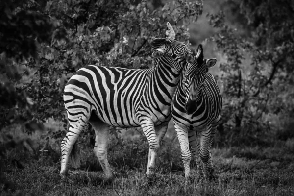 黒と白のゼブラ馬 クルーガー国立公園 南アフリカ共和国 黒と白の写真を再生 — ストック写真