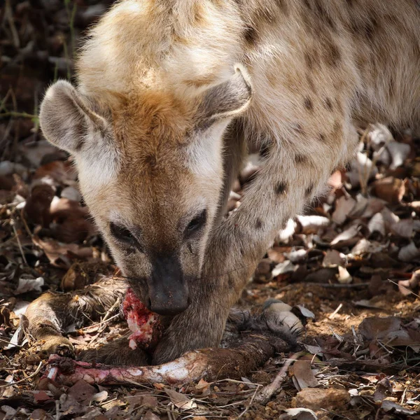Hiena Sonriente Manchada Comiendo Vieja Pata Antílope Para Comida Parque —  Fotos de Stock