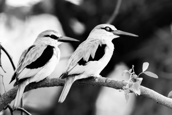 Woodland Casal Pássaros Kingfisher Ramo Árvore Olhando Falando — Fotografia de Stock