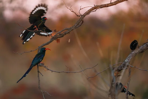 Grupo Aves Parque Autumnal — Fotografia de Stock