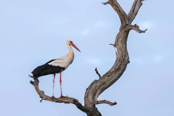 White Stork Background Specie Ciconia Ciconia Family Ciconiidae — Stok fotoğraf