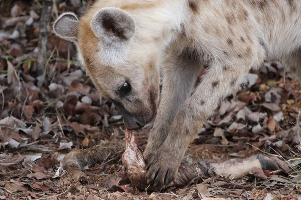 Spotted Śmiech Hieny Jedzenia Starej Nogi Antylopy Dla Żywności Kruger — Zdjęcie stockowe