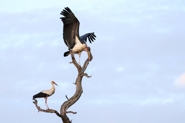 White storks on background ; Specie Ciconia ciconia family of Ciconiidae