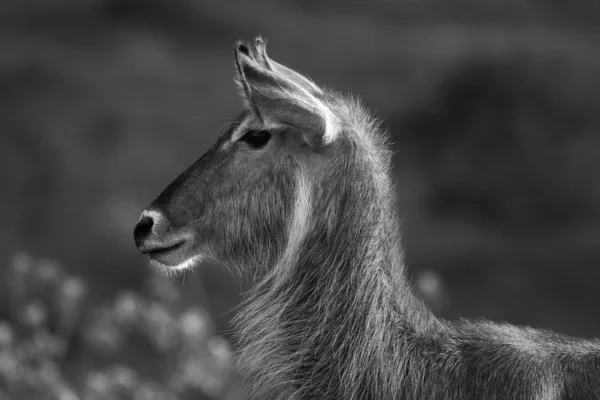 Waterbuck Kruger National Park South Africa — Stock Photo, Image