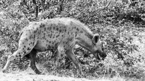 Spotted Hyena Kalahari Republika Południowej Afryki — Zdjęcie stockowe