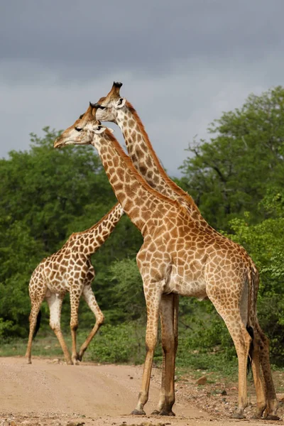 アフリカのキリン クルーガー国立公園のサファリで長い首との戦い — ストック写真