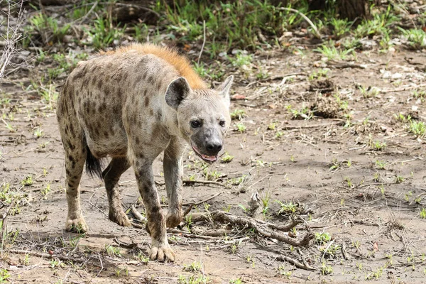 Spotted Hyena Kalahari Afrika Selatan — Stok Foto