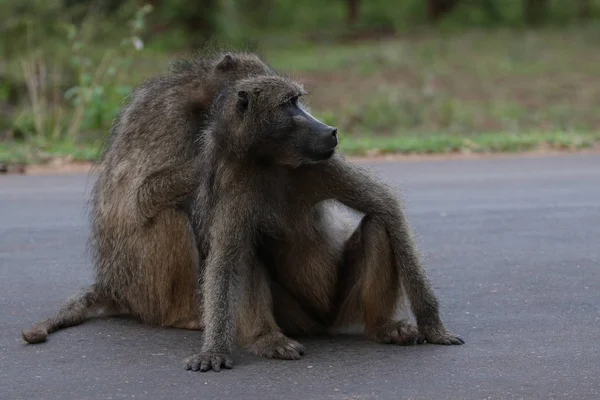 Szare Małpy Pawian Czakma Pawian Grając Sobą Drodze Kruger National — Zdjęcie stockowe