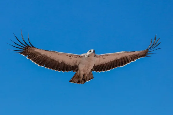 Eagle Bird Kruger National Park África Sul — Fotografia de Stock