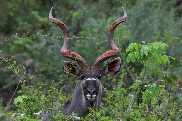 Antílope Kudu Macho Grande Con Cuernos Rizados Arbusto Grueso Sur — Foto de Stock