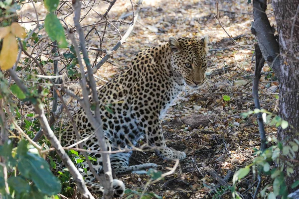 Leopardo Descansando Escondido Suelo Durmiendo Parque Nacional Kruger Sudáfrica — Foto de Stock