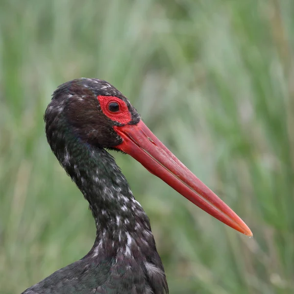 Caça Pássaros Garça Negra Para Peixes Rio Kruger National Park — Fotografia de Stock