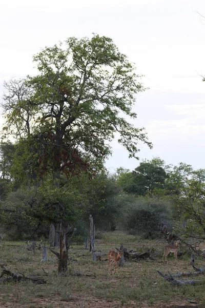 Antiótopos Carnero Impala Con Cuernos Monte Parque Nacional Kruger Imágenes De Stock Sin Royalties Gratis