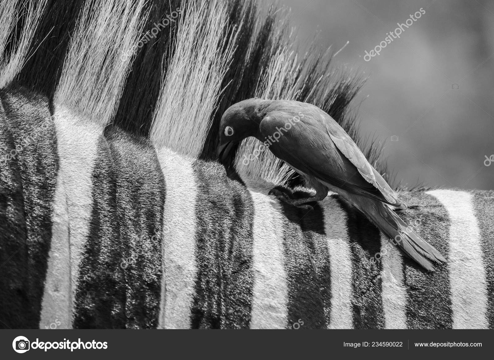 Noir Blanc Rayures Zèbre Comme Perchoir Pour Oiseau