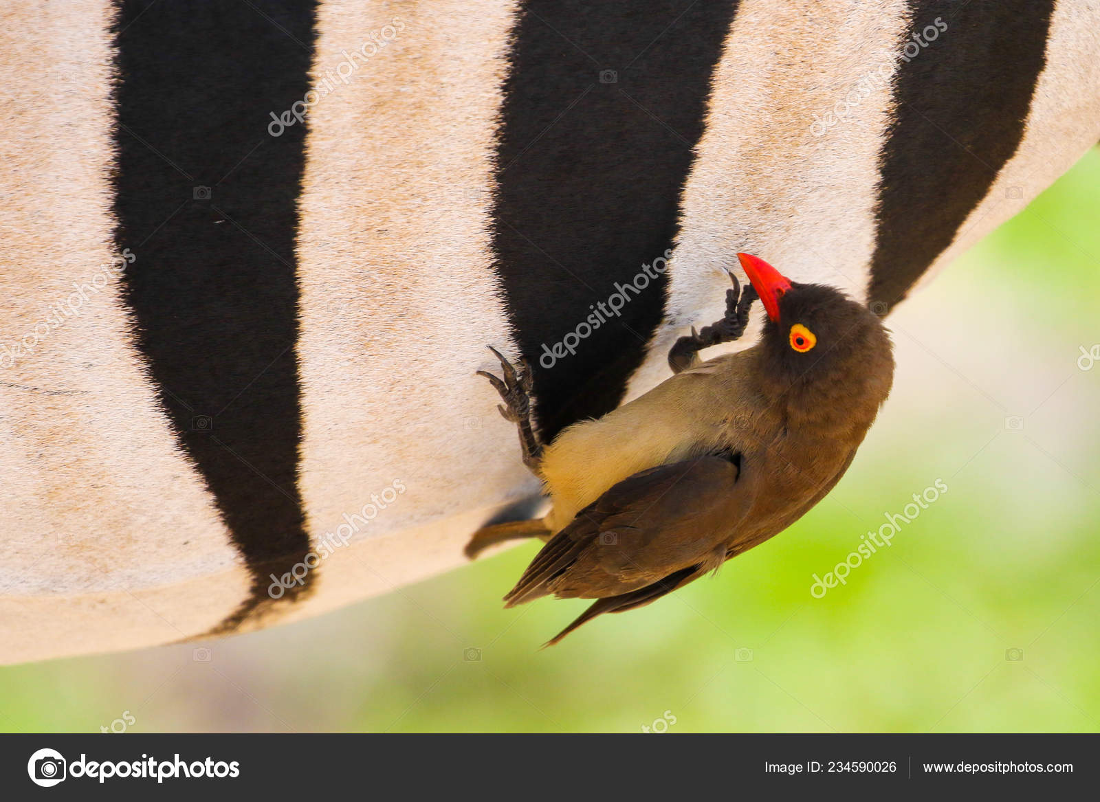 Noir Blanc Rayures Zèbre Comme Perchoir Pour Oiseau