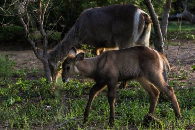 waterbucks, Kruger Ulusal Parkı, Güney Afrika