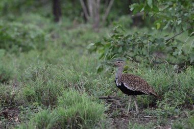 Kara karınlı korhaan yürüyüş uzun otların, Kruger National Park, Güney Afrika 