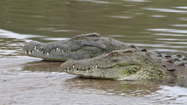Nehir suyundaki tehlikeli Nil timsahları, Kruger Ulusal Parkı, Güney Afrika 
