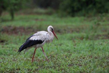 Beyaz leylek yürüyüş alanı yeşil çim arka plan ile uçuş önce Kruger National Park, Güney Afrika