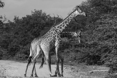 Siyah ve beyaz fotoğraf Afrika zürafalar uzun boyunlu Safari, Kruger Milli Parkı ile mücadele