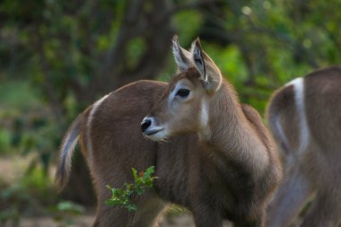 waterbuck, Kruger Ulusal Parkı, Güney Afrika