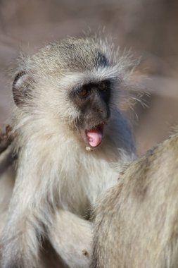 maymun , Addo Elephant National Park, Güney Afrika