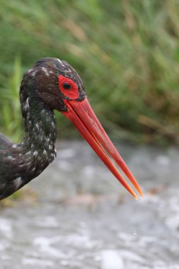 Siyah balıkçıl kuş avcılık balık nehir, Kruger National Park, Güney Afrika  