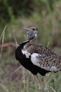 Arka planda yeşil çimile siyah karınlı korhaan büyük kuş portresi, Kruger Ulusal Parkı, Güney Afrika