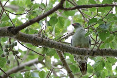 Nadir kahverengi başlı papağan yeşil bir çalı kapalı yemek, Afrika