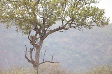 Nesli tükenmekte olan leopar uzak ağaçta asılı bir Impala öldürmek, dağlar ve gökyüzü arka planda, Kruger National Park, Güney Afrika