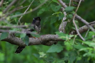 Ağaçta saklanan guguk kuşu, Güney Afrika