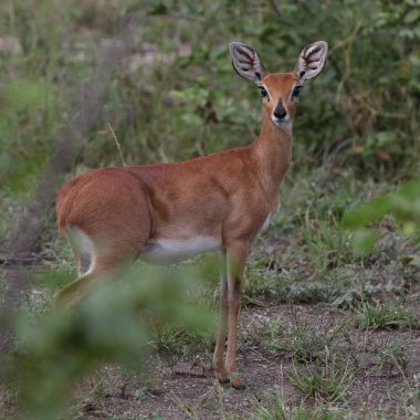 Çimenli alanda büyük kulakları ile küçük duiker antilop, Kruger Milli Parkı