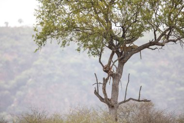 Nesli tükenmekte olan leopar uzak ağaçta asılı bir Impala öldürmek, dağlar ve gökyüzü arka planda, Kruger National Park, Güney Afrika