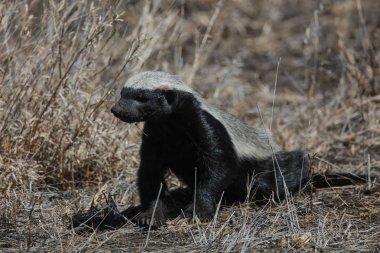 Kumda yürüyen bal porsuğu, Kalahari, Güney Afrika