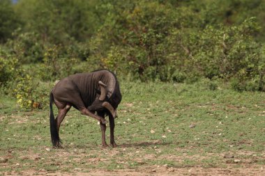 Gnu antilopları yiyecek ot aramak için çalılıkların arasında yürürken, Kruger Milli Parkı