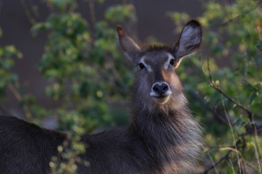 waterbuck, Kruger Ulusal Parkı, Güney Afrika