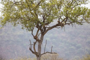 Nesli tükenmekte olan leopar uzak ağaçta asılı bir Impala öldürmek, dağlar ve gökyüzü arka planda, Kruger National Park, Güney Afrika