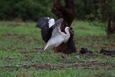 Beyaz leylek yürüyüş alanı yeşil çim arka plan ile uçuş önce Kruger National Park, Güney Afrika