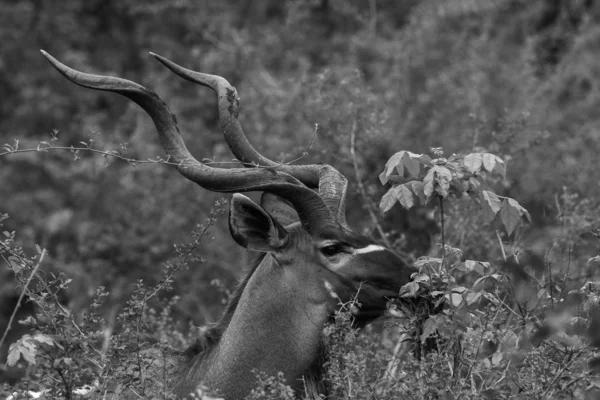 Grande Antílope Kudu Masculino Com Chifres Enrolados Arbusto Grosso África — Fotografia de Stock