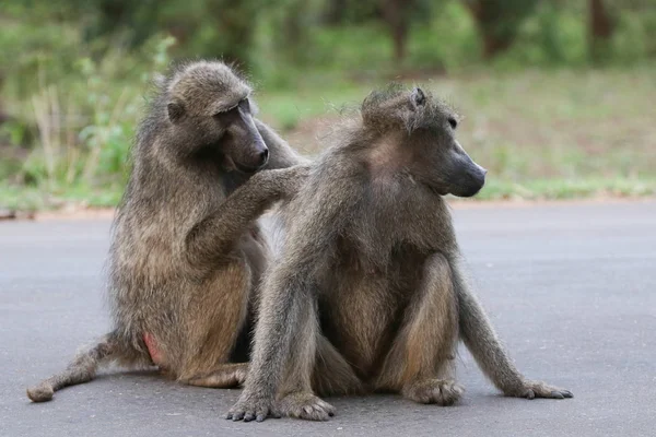 灰色夏玛大猩猩猴子在公路上互相玩耍 克鲁格国家公园 — 图库照片