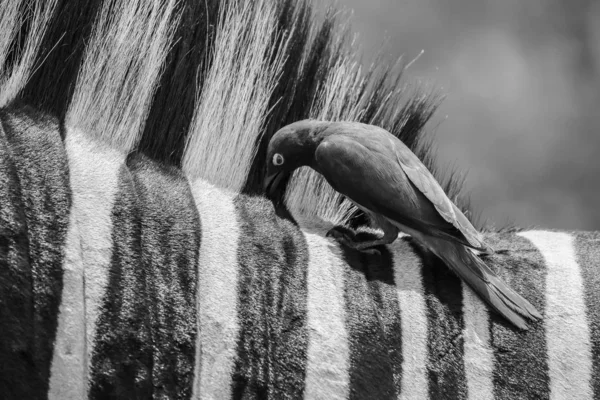 Fekete Fehér Csíkos Zebra Sügér Sárgacsőrű Nyűvágó Madarak Kruger National — Stock Fotó